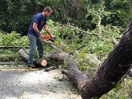 Best Arborist Consultation Services  in Beggs, OK