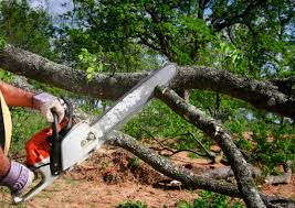 Reliable Beggs, OK Tree Services Solutions