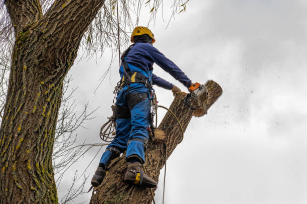 Best Firewood Processing and Delivery  in Beggs, OK