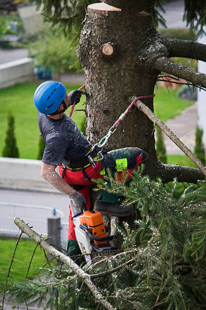 Best Tree Mulching  in Beggs, OK