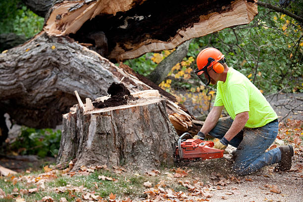 How Our Tree Care Process Works  in Beggs, OK