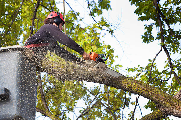 Best Tree Trimming and Pruning  in Beggs, OK